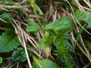 Helianthemum alpestre