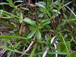 Helianthemum alpestre