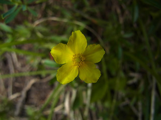 Helianthemum alpestre