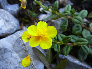 Helianthemum nummularium