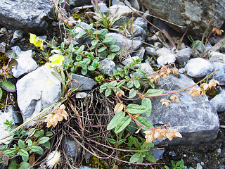 Helianthemum nummularium