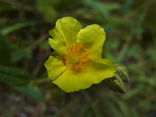 Helianthemum nummularium