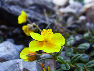 Helianthemum nummularium