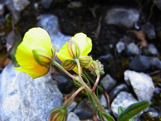 Helianthemum nummularium