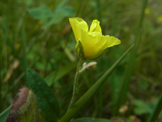 Helianthemum nummularium