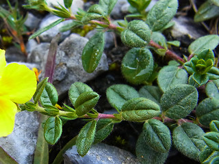 Helianthemum nummularium