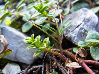 Helianthemum nummularium