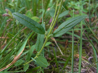 Helianthemum nummularium