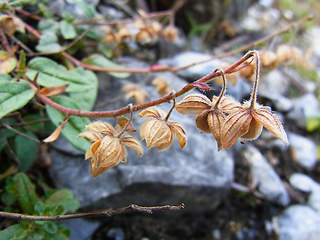 Helianthemum nummularium