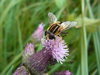 Helophilus trivittatus