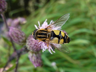 Helophilus trivittatus