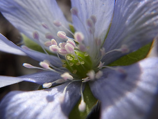 Hepatica nobilis