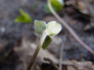 Hepatica nobilis