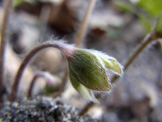 Hepatica nobilis