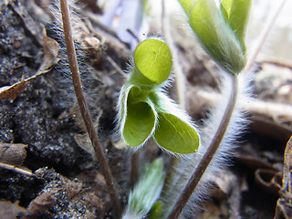 Hepatica nobilis