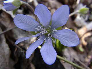 Hepatica nobilis