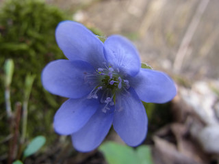 Hepatica nobilis