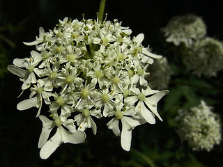 Heracleum sphondylium