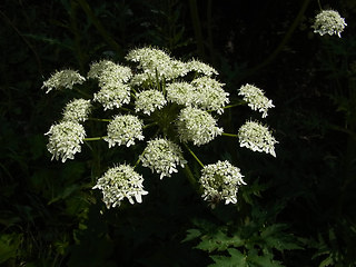 Heracleum sphondylium