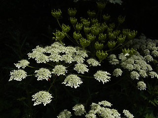 Heracleum sphondylium