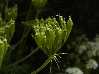 Heracleum sphondylium