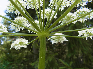 Heracleum sphondylium