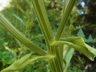 Heracleum sphondylium