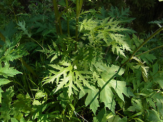 Heracleum sphondylium