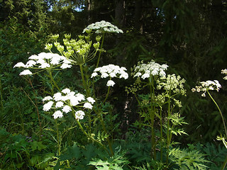 Heracleum sphondylium