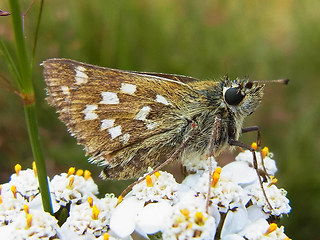 Hesperia comma