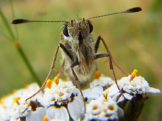 Hesperia comma