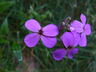 Hesperis matronalis