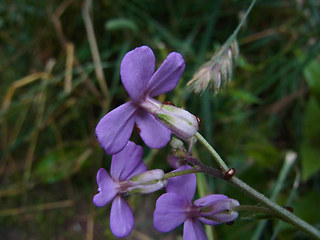 Hesperis matronalis