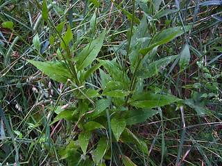 Hesperis matronalis