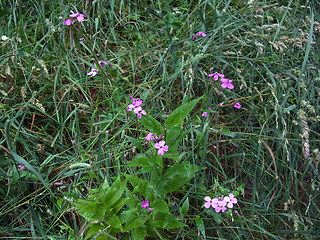 Hesperis matronalis