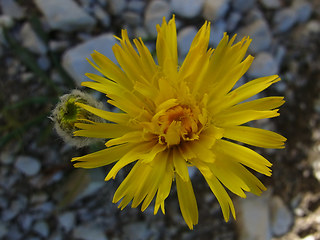 Hieracium glabratum