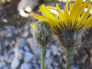 Hieracium glabratum