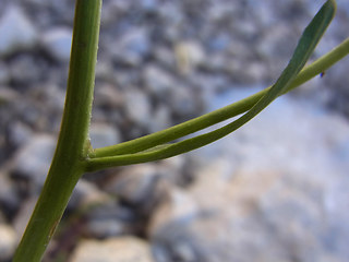 Hieracium glabratum