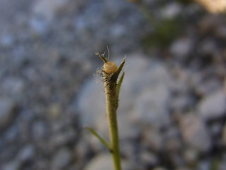 Hieracium glabratum