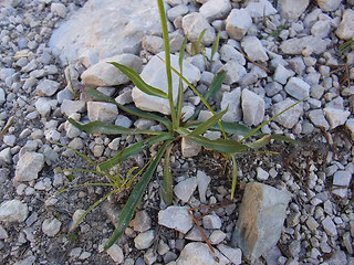 Hieracium glabratum