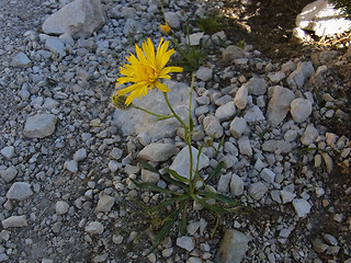 Hieracium glabratum