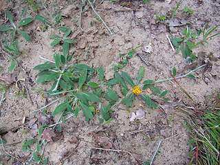 Hieracium pilosella