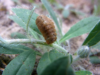 Hieracium pilosella