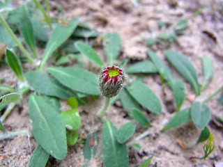 Hieracium pilosella