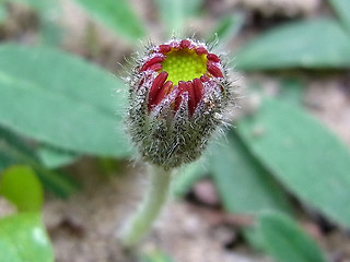 Hieracium pilosella