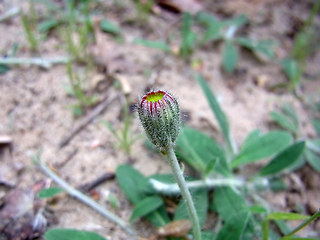 Hieracium pilosella