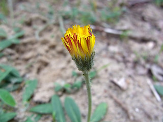 Hieracium pilosella