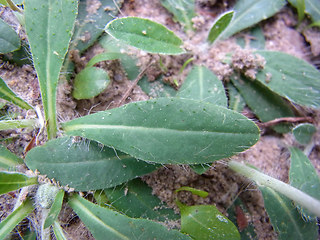 Hieracium pilosella