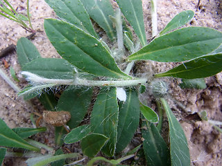 Hieracium pilosella