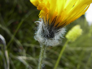 Hieracium pilosum